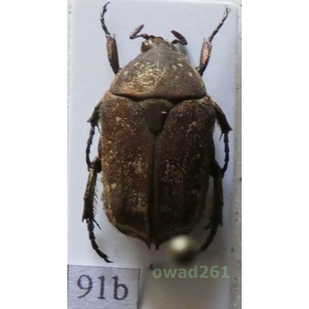 Cetonidae sp. Indonesia, Flores91b